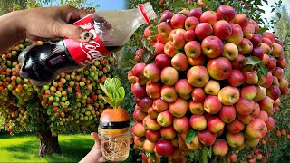 How To Growing Apple Fruit with Orenge fruit Using Cocacola Get a lot of fruit 100% Success