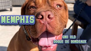 MEMPHIS | 6 MONTH OLD DOGUE DE BORDEAUX | OFF LEASH OBEDIENCE