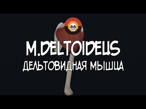 Дельтовидная мышца (m. deltoideus) 3D Анатомия