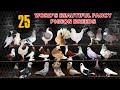 Top 25 most beautiful pigeon breeds in the world  domestic pigeons  show   fancy breeds