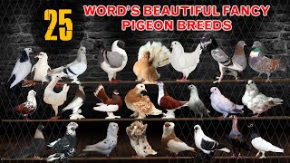 Top 25 Most Beautiful Pigeon Breeds in the World | Domestic Pigeons | Show | Fancy Breeds