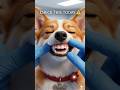 What Your Dog’s Gums Are Telling You 🐶⚠️ #shorts #pethealth