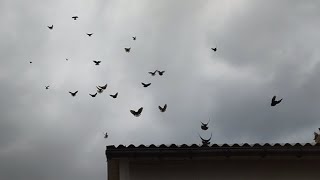 Мои николаевские голуби 🕊️ (проверка документов)