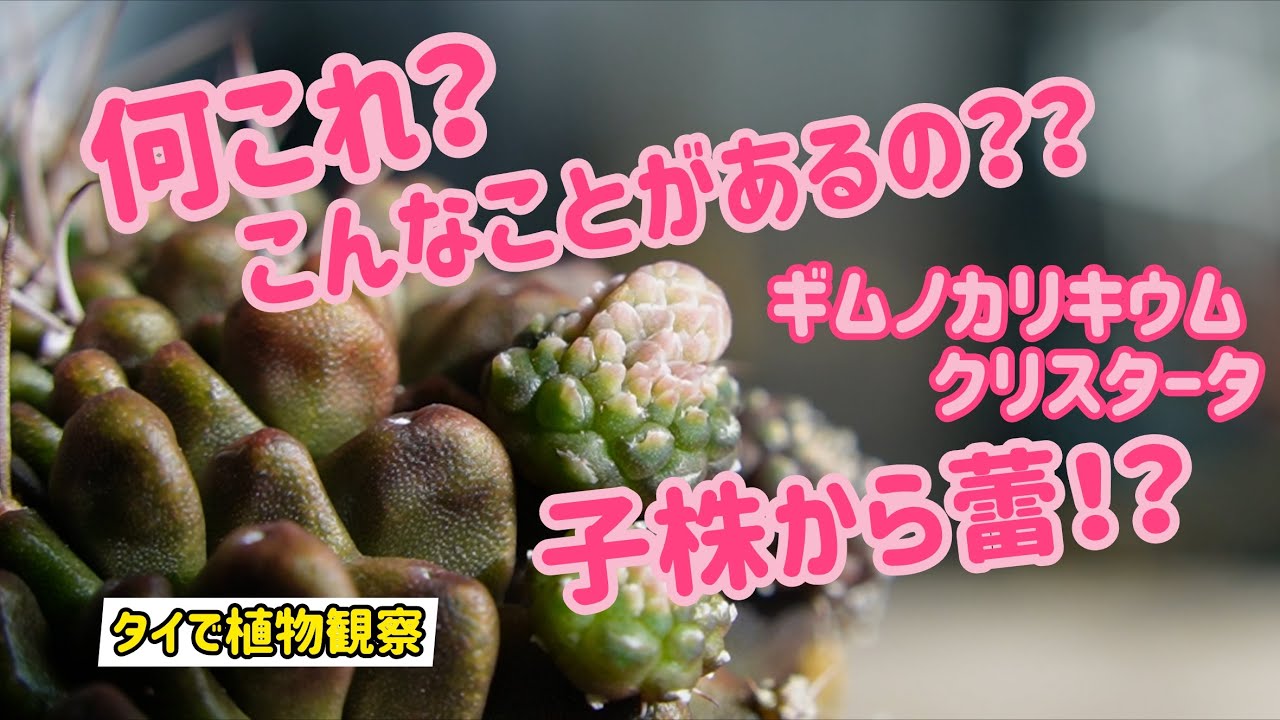 タイで植物観察】何これ？ こんなことがあるの？？ ギムノカリキウムの