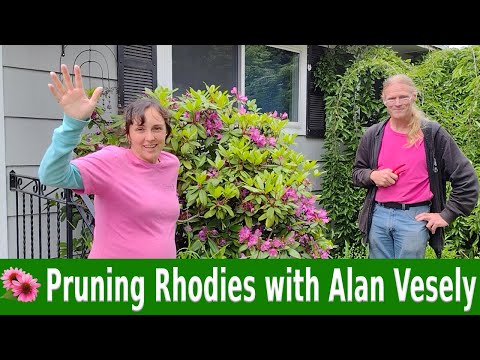Video: Când să tăiați fremontodendron?