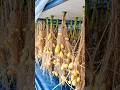 Why Are These Potatoes Growing in Mid-Air? 🥔 😳 #shortsvideo