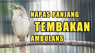 Download Lagu TEMBAKAN CIGUN SUARA PANJANG FULL ISIAN COCOK UNTUK KONIN GACOR MP3 Download Lagu TEMBAKAN CIGUN SUARA PANJANG FULL ISIAN COCOK UNTUK KONIN GACOR MP3