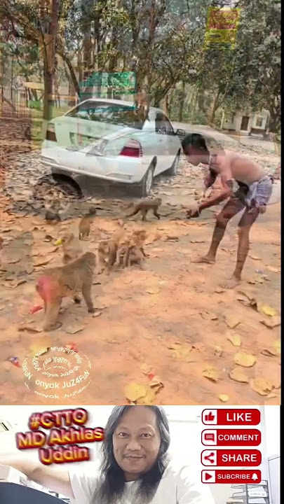 part #3 funny monkey #forintertaintmentonly #cttovideonotmine #funny #shorts #goodvibe #ctto