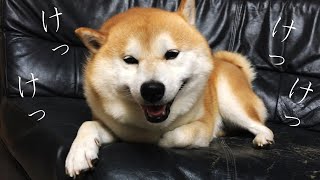 柴犬の呼吸