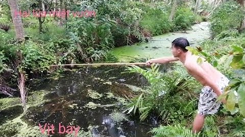 Câu cá lóc bằng vịt gặp cặp Cá khủng táp gãy lưỡi câu đức bợ vịt, câu cá lóc, snakehead fishing