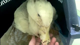 Rejected duck stops quacking