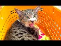 子猫の手術をするべきなのか?病院へ行って聞いてみたら。。