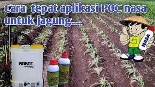 Cara aplikasi Poc nasa & hormonik untuk jagung dan interval pempupukanya