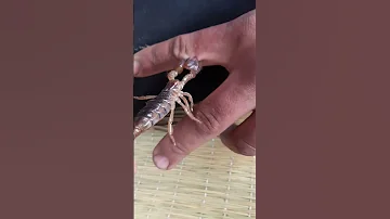 عقرب سامة من العقارب السامة 