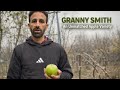 Granny Smith Challenger An Unmatched Apple Variety Tweening
