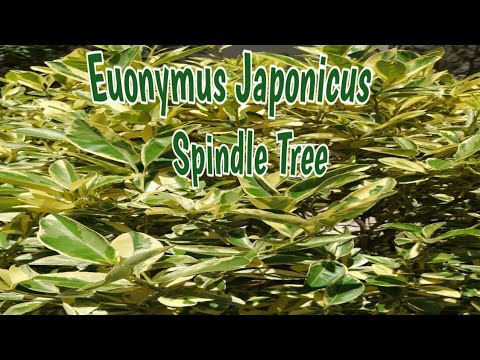 ቪዲዮ: Warty Euonymus (34 ፎቶዎች) - የዱር ተክል ከቤሪ ፍሬዎች ጋር ፣ ቁጥቋጦን መትከል እና መንከባከብ