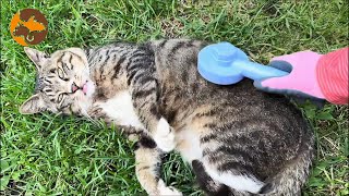 The Stray Cat Addicted to Massages, Prefers Them Over Food