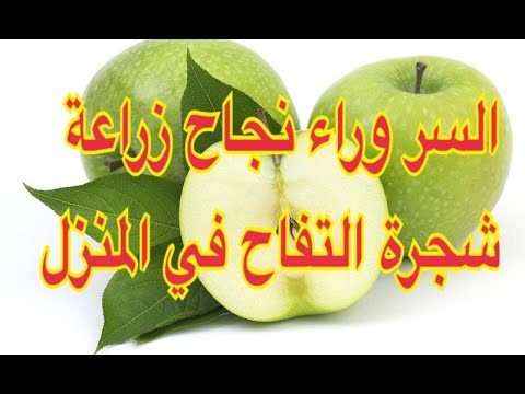 فيديو: معلومات عن Mutsus أو Crispin Apple - ما هي أشجار التفاح Crispin