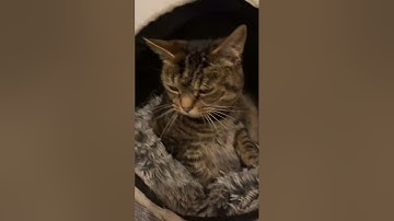 Shadowban test: check your video reach#shadowban #algorithm #reach #engagement