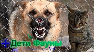 Сбили собаку. Лаки, продолжение истории. Лечим Рекса. Сбили собаку. Лаки, продолжение истории. Лечим Рекса.