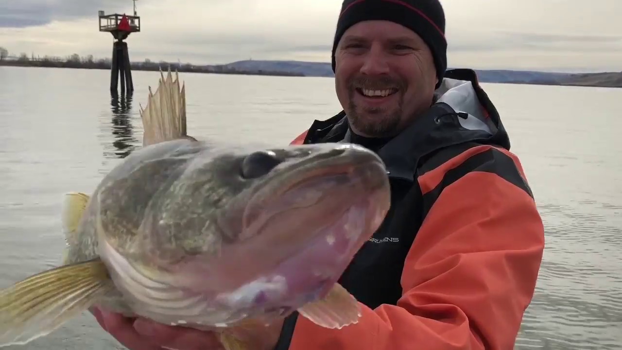 Columbia River, Walleye Catch-and-Release - YouTube