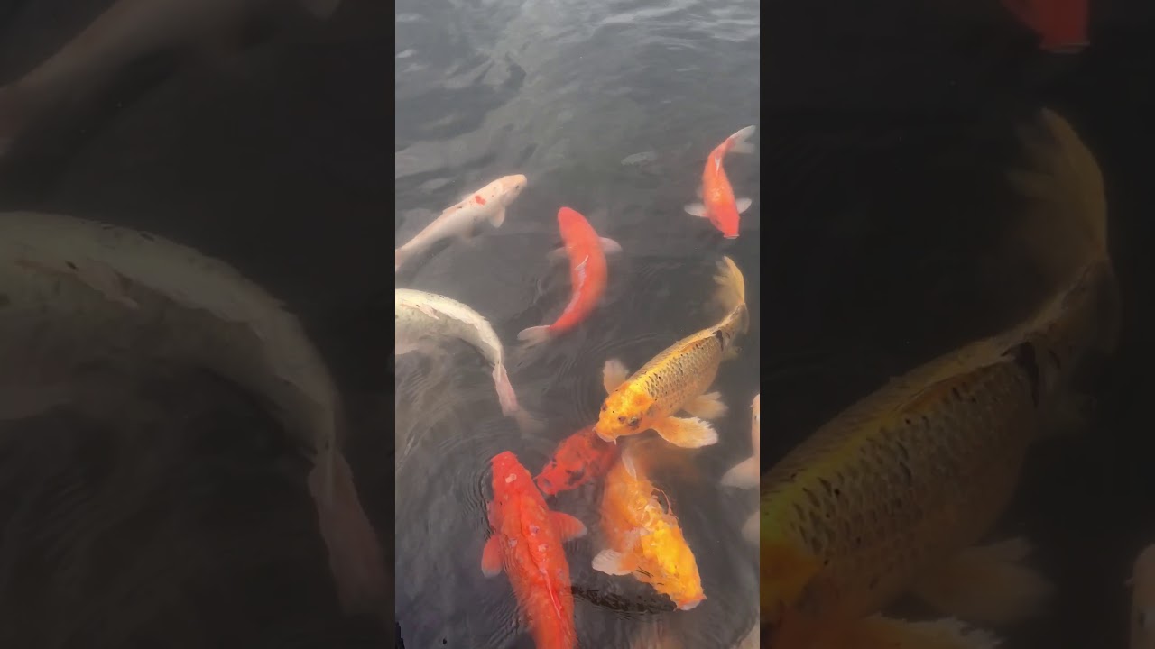 Coy fish feeding🤪🤪 YouTube