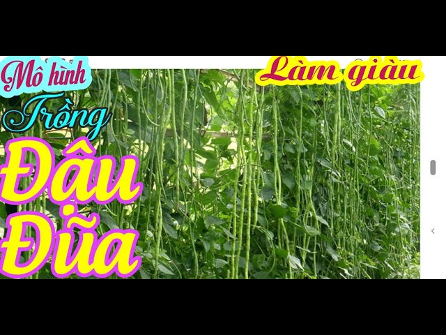 Tổng hợp 88 hình về mô hình trồng đậu đũa  NEC