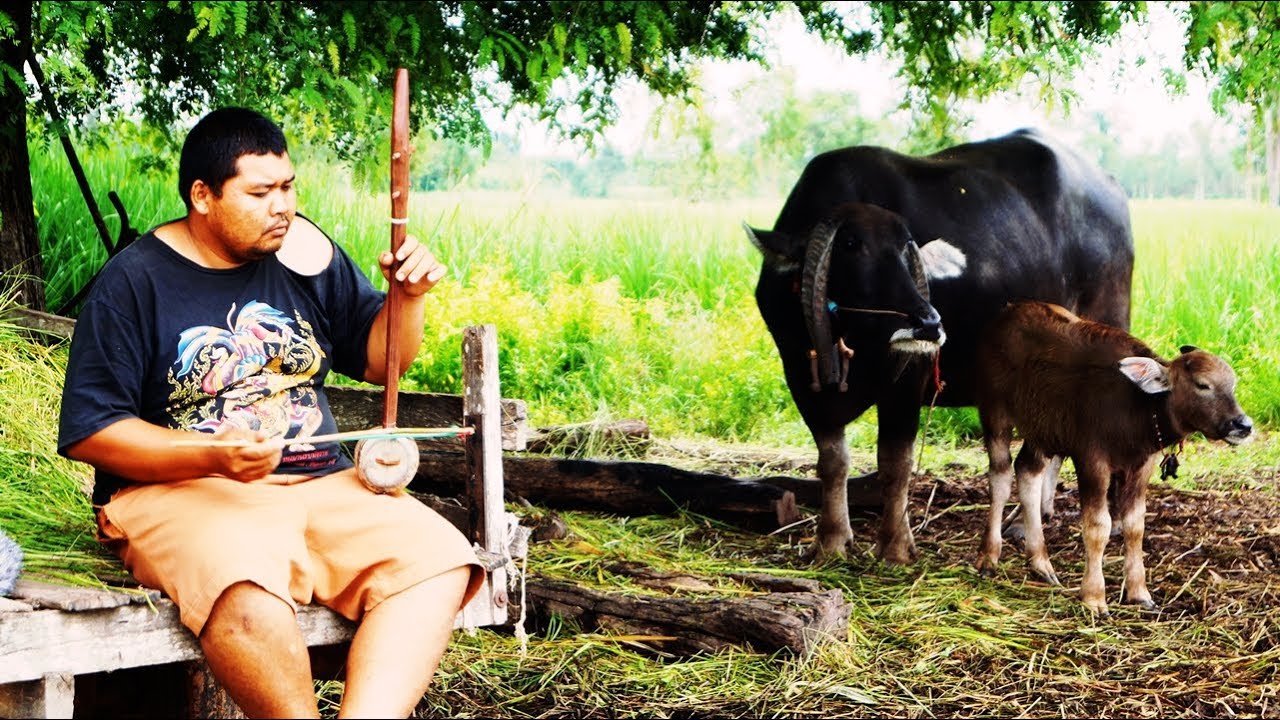 สีซอให้ควายฟังโดยอ้วนควายด่อน Buffalo listening to music - YouTube สีซอให้ควายฟังโดยอ้วนควายด่อน Buffalo Listening To Music - Youtube