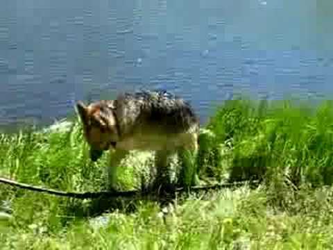 Three Legged Dog Jerry Swims Lake Emma Jean