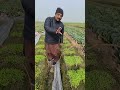 New Tomato Samples Growth | Healthy &amp; Strong Plants #shorts #shortsvideo #tomato