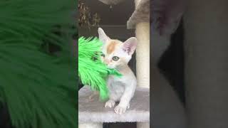 Бурманский котёнок. Мальчик красный 2. Питомник Freya Way Бурманский котёнок. Мальчик красный 2. Питомник Freya Way