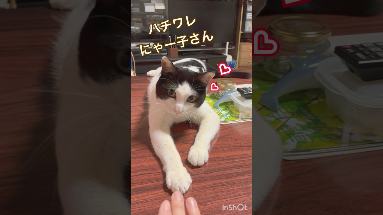にゃー子さんパンチ♡ - YouTube