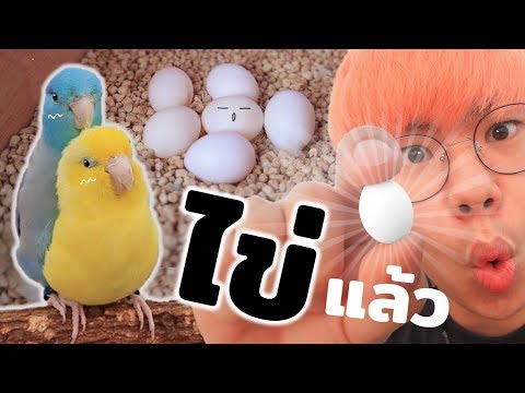 ไข่นกแก้ว!! เมื่อลูกนกของผมออกไข่ จะมีเบบี๋แล้ววว