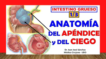 ¿Cuál es la función del colon?