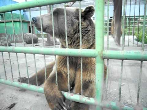 Osos!!! - YouTube