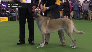 Anatolian Shepherd Dogs | Breed Judging 2020