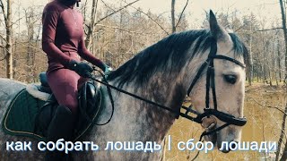 как собрать лошадь | сбор лошади