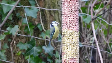 Bobs Blue Tits.