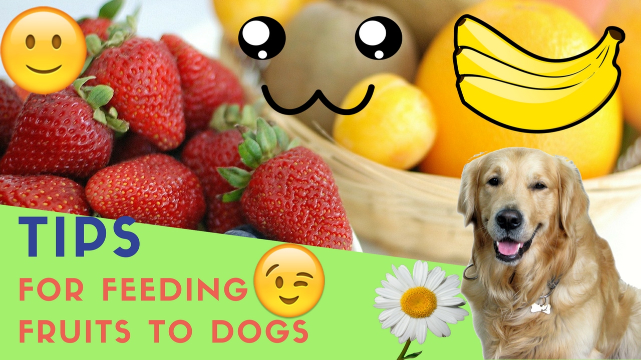 Illustration of Feeding Fruit To Dogs