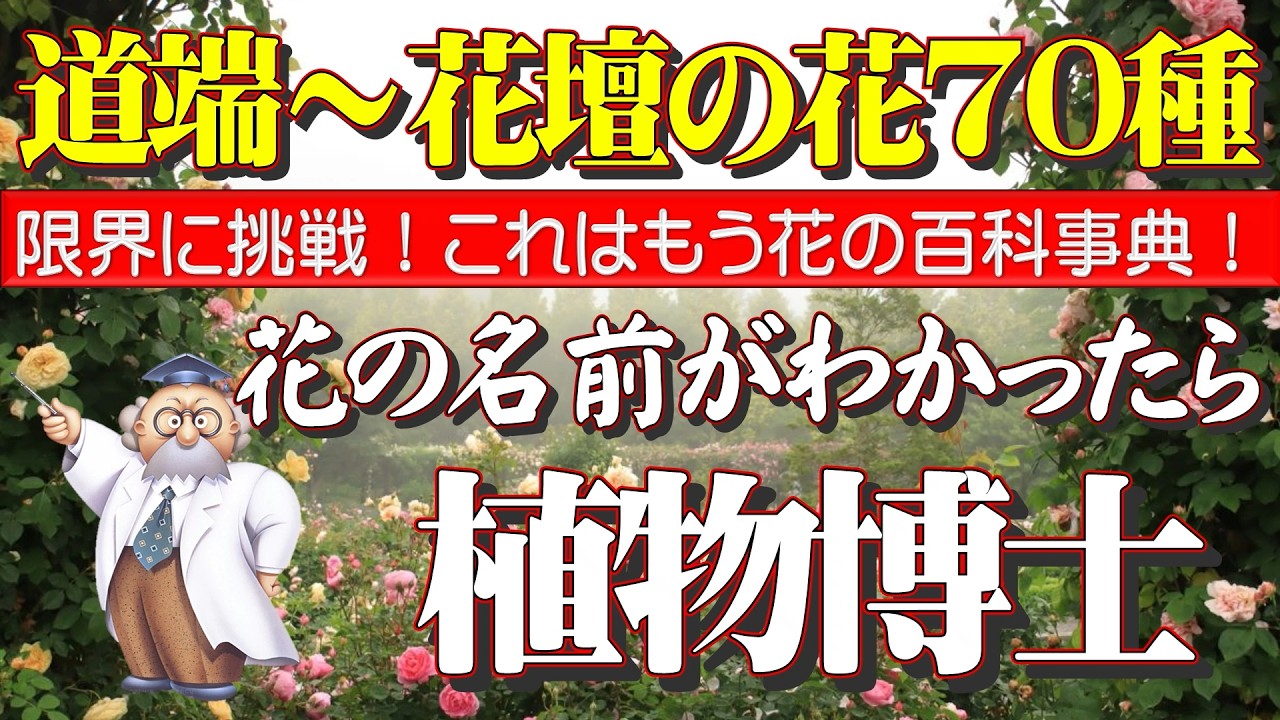 〈限界特盛70種〉花の百科事典(名前辞典)登場!道端や花壇に咲く、今が旬の花の名前が詳しくわかる。断言します!これ以上の草花動画はありません。