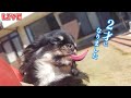 【Live】チワワと遊びながら雑談する木曜・定時配信【ブリーダー】