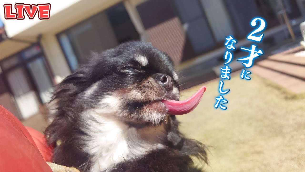 【Live】チワワと遊びながら雑談する木曜・定時配信【ブリーダー】