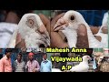 February 21 2021 best aandhra pigeon of mr mahesh anna vijaywada