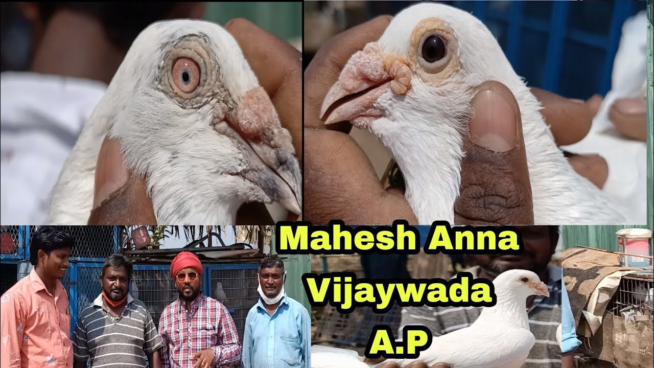 February 21, 2021 BEST AANDHRA PIGEON OF MR MAHESH ANNA. VIJAYWADA