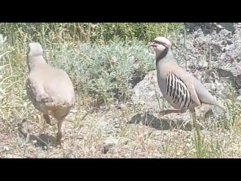 Bağlı Keklik Avı - Boncuk - Petek_189_ مطاردة الحجل куроnatka Rebhuhn Partridge Chakor ヤマウズラ   Perdi