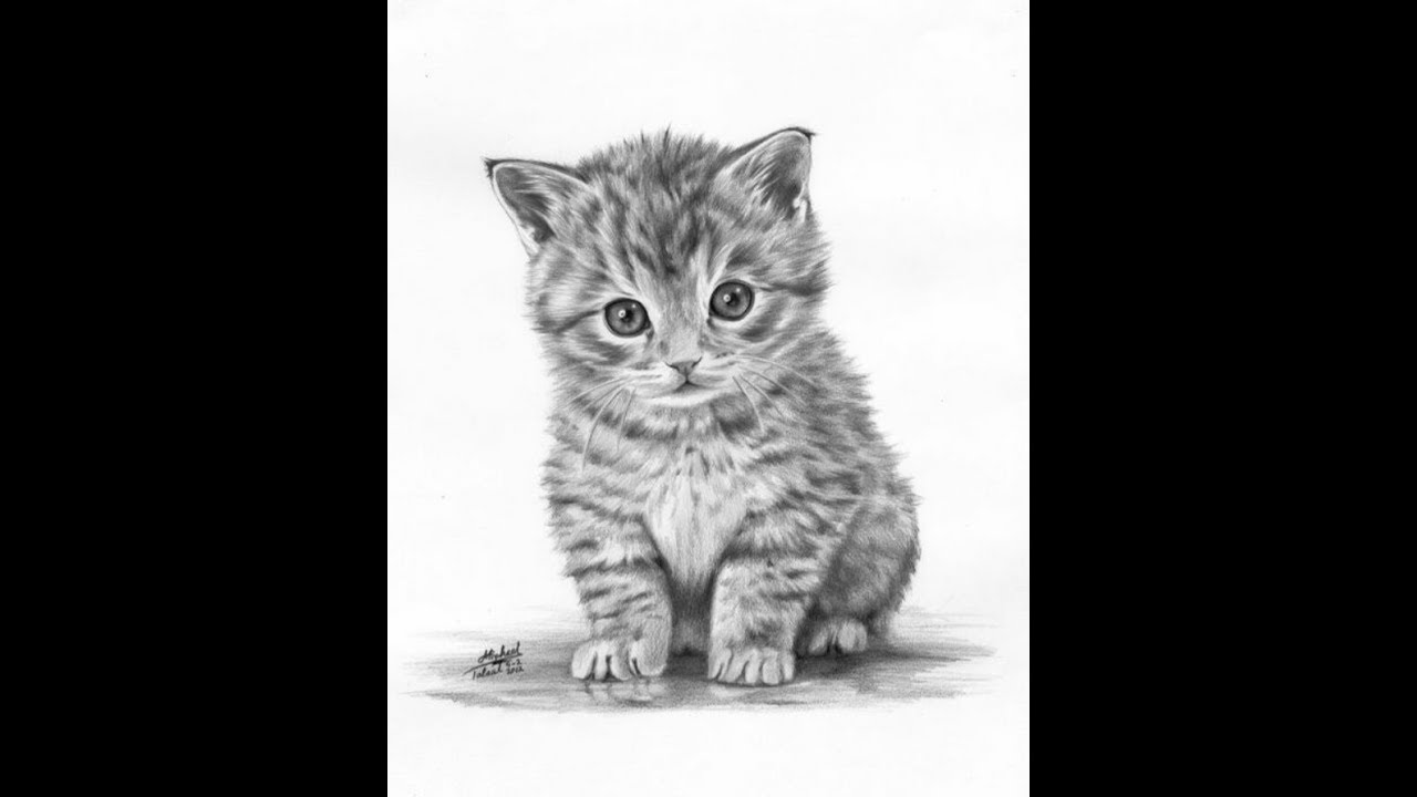 Speed Art Dessiner Un Chat Realiste