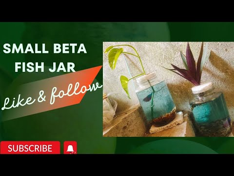 small beta fish jar - YouTube
