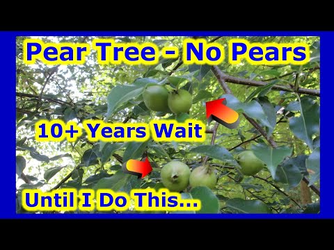 10+ Years Old Pear Tree - NO PEARS - UNTIL I DO THIS .... How To Force Fruit Production On Trees?