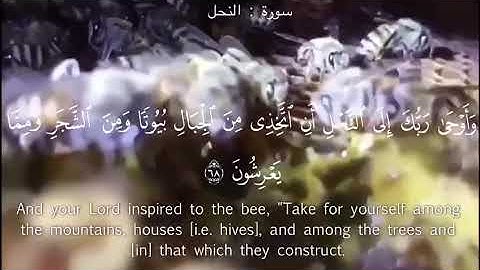تلاوة من سورة النحل ( قصيرة ) يوسف الصقير 1440