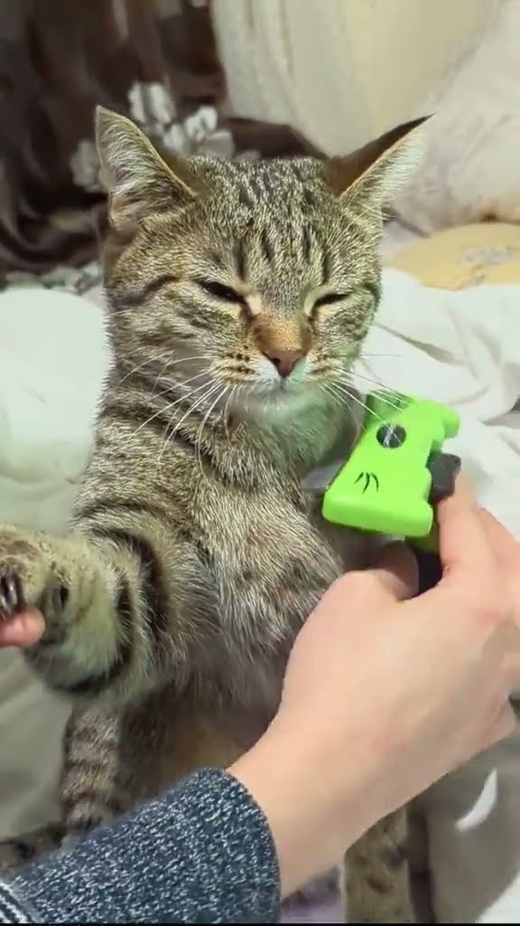 TOP DES VIDÉOS TRÈS DRÔLES ? ? ? ?